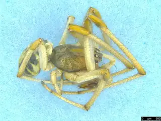 Leaf-curling spider (Phonognatha graeffei), photo 2