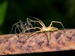 European nursery web spider (Pisaura mirabilis), photo 2