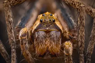 European nursery web spider (Pisaura mirabilis), photo 3