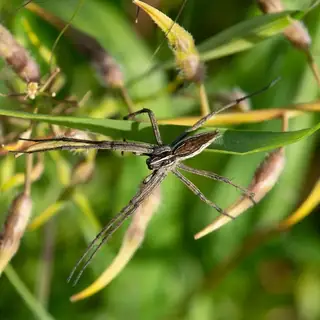 European nursery web spider (Pisaura mirabilis), brown and tan and striped spider