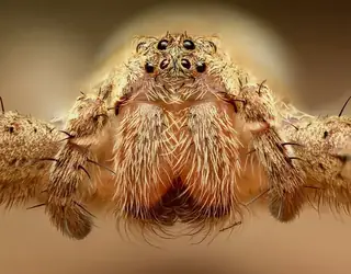 American nursery web spider (Pisaurina mira), photo 2