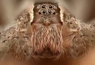 American nursery web spider (Pisaurina mira), photo 3
