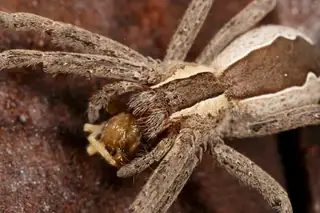 American nursery web spider (Pisaurina mira), brown and tan and striped spider