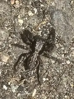 California flattened jumping spider (Platycryptus californicus), photo 3