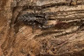 California flattened jumping spider (Platycryptus californicus), gray and brown and black spider