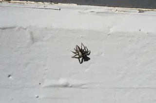 California flattened jumping spider (Platycryptus californicus), photo 2