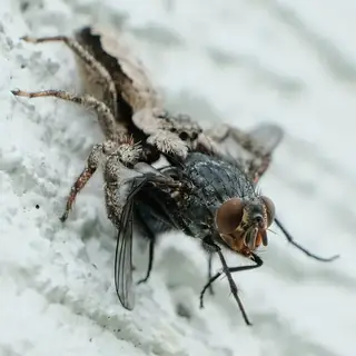 Tan jumping spider (Platycryptus undatus), photo 3