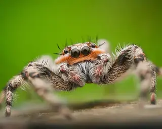 Tan jumping spider (Platycryptus undatus), tan and gray and brown spider