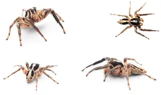 Pantropical jumping spider (Plexippus paykulli), photo 2