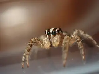 Pantropical jumping spider (Plexippus paykulli), brown and tan and white spider