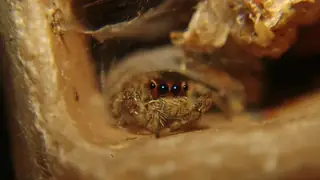 Pantropical jumping spider (Plexippus paykulli), photo 3