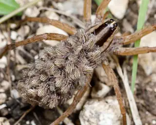 Dotted wolf spider (Rabidosa punctulata), photo 2
