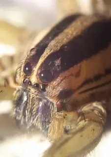 Dotted wolf spider (Rabidosa punctulata), photo 3