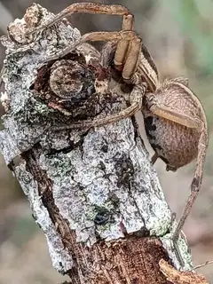 Dotted wolf spider (Rabidosa punctulata), brown and tan and gray spider