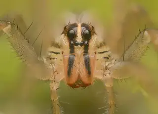 Rabid wolf spider (Rabidosa rabida), photo 2