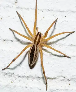 Rabid wolf spider (Rabidosa rabida), brown and tan and striped spider