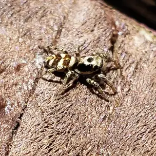 Zebra jumping spider (Salticus scenicus), photo 2