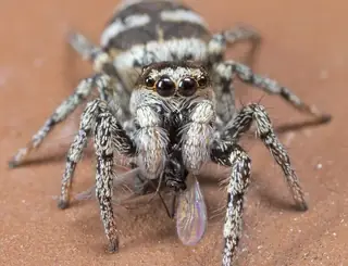 Zebra jumping spider (Salticus scenicus), black and white and striped spider