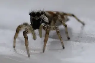 Zebra jumping spider (Salticus scenicus), photo 3