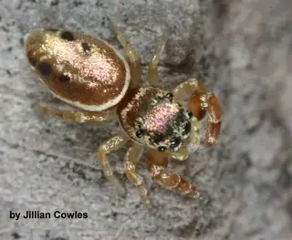 Buttonhook leafbeetle jumping spider (Sassacus vitis), brown and orange and metallic spider