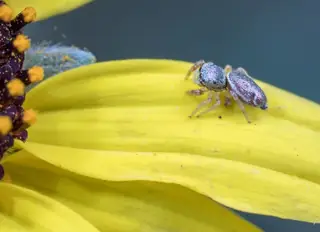 Buttonhook leafbeetle jumping spider (Sassacus vitis), photo 3