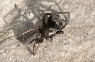 Tube-dwelling spider (Segestria florentina), photo 2