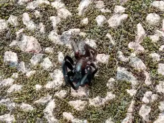 Tube-dwelling spider (Segestria florentina), black and green and metallic spider