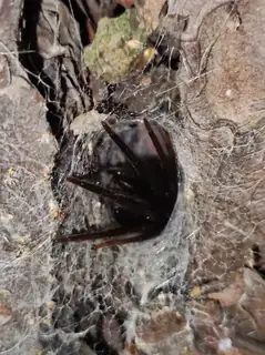 Tube-dwelling spider (Segestria florentina), photo 3
