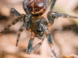 Rabbit hutch spider (Steatoda bipunctata), photo 2