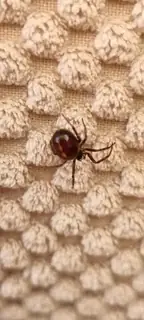 Rabbit hutch spider (Steatoda bipunctata), photo 3