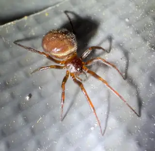 Rabbit hutch spider (Steatoda bipunctata), brown and black and tan spider