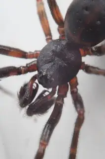 Boreal combfoot (Steatoda borealis), photo 3
