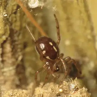 Boreal combfoot (Steatoda borealis), photo 2