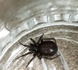 Boreal combfoot (Steatoda borealis), black and brown and red spider