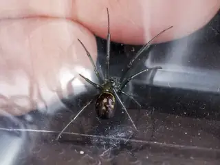 False black widow (Steatoda grossa), black and brown and gray spider