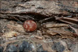 False black widow (Steatoda grossa), photo 2