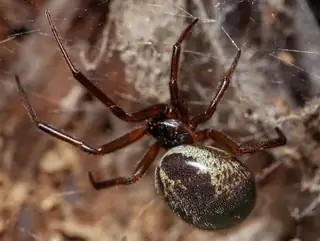 Noble false widow (Steatoda nobilis), brown and black and white spider