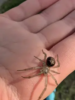 Noble false widow (Steatoda nobilis), photo 3