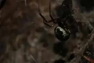 Noble false widow (Steatoda nobilis), photo 2