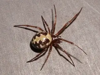 Triangulate cobweb spider (Steatoda triangulosa), tan and brown and white spider