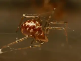 Triangulate cobweb spider (Steatoda triangulosa), photo 2
