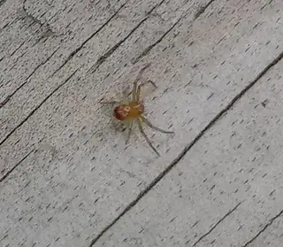 Black-banded crab spider (Synema parvulum), photo 3