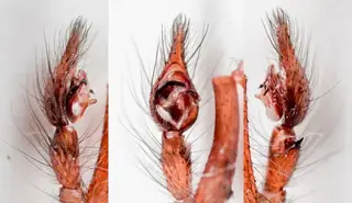 Barn funnel weaver (Tegenaria domestica), photo 3