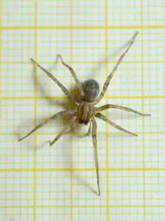 Barn funnel weaver (Tegenaria domestica), photo 2