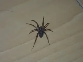 Barn funnel weaver (Tegenaria domestica), brown and tan and gray spider