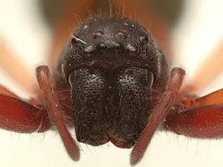 Broad-faced sac spider (Trachelas tranquillus), photo 3
