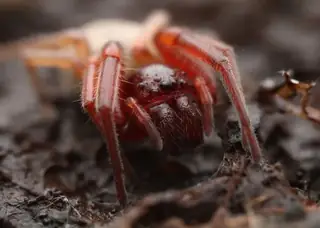 Broad-faced sac spider (Trachelas tranquillus), photo 2