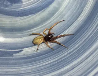Broad-faced sac spider (Trachelas tranquillus), brown and tan and orange spider
