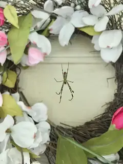 Joro spider (Trichonephila clavata), photo 2