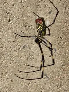 Joro spider (Trichonephila clavata), yellow and black and gray spider